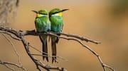 Just like humans, birds divorce too says study